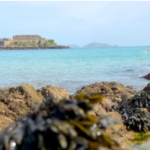 A scenic view of Guernsey's natural landscapes with a barn owl perched near restored grasslands.