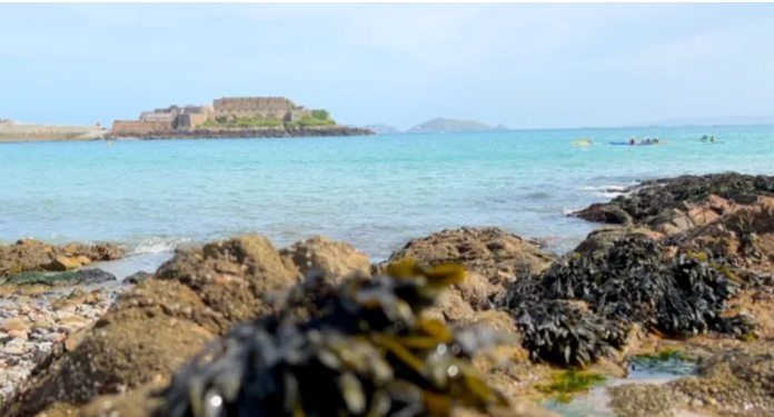 A scenic view of Guernsey's natural landscapes with a barn owl perched near restored grasslands.