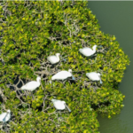 Migratory birds like black-faced spoonbills and sand plovers in their natural habitat at Hainan’s rejuvenated wetlands.