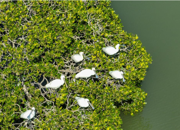 Migratory birds like black-faced spoonbills and sand plovers in their natural habitat at Hainan’s rejuvenated wetlands.