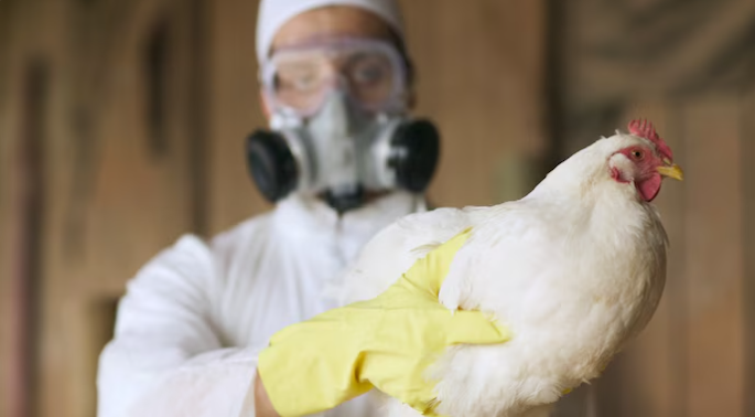 Health experts warn of the increasing threat of a mutating H5N1 bird flu strain, following its first reported human death in the US.Health experts warn of the increasing threat of a mutating H5N1 bird flu strain, following its first reported human death in the US.