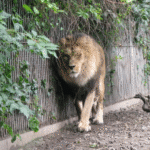 Aalborg Zoo asks owners to donate pets to feed predators