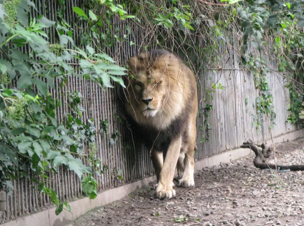 Aalborg Zoo asks owners to donate pets to feed predators